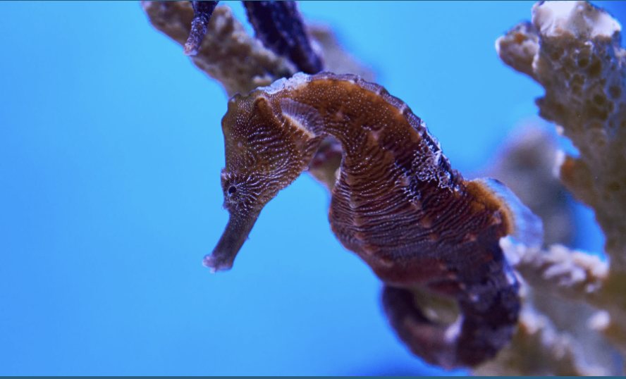 Seahorse Additional Party Tickets