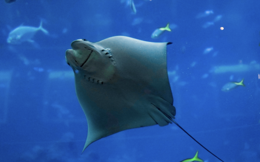 Stingray Additional Party Tickets